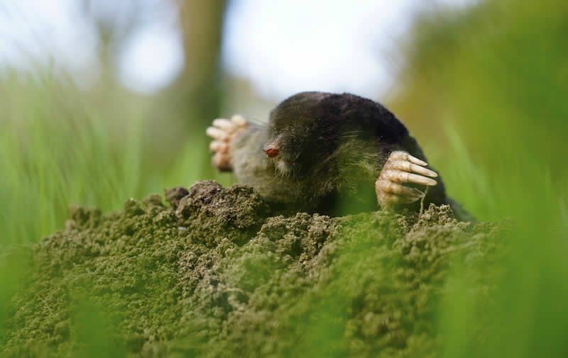 Mole peering out of a hole