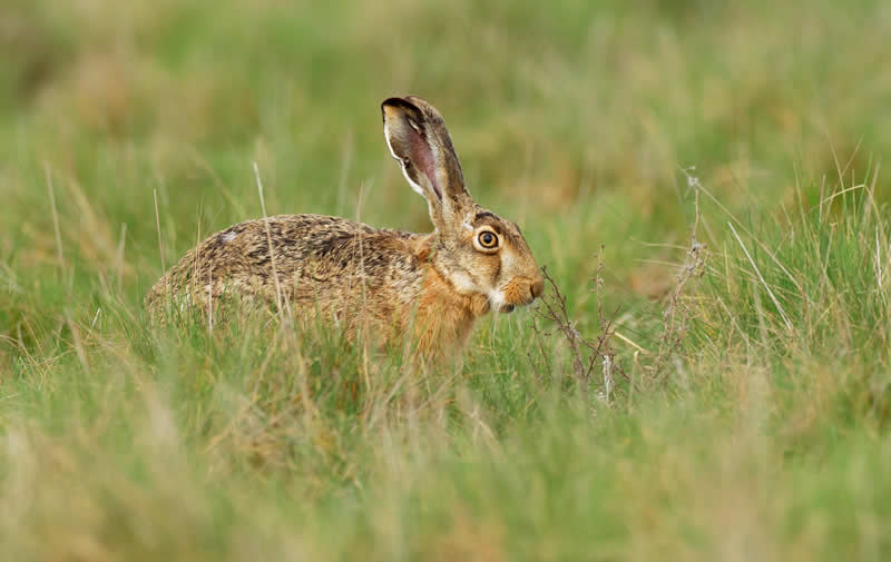Wild rabbit in field